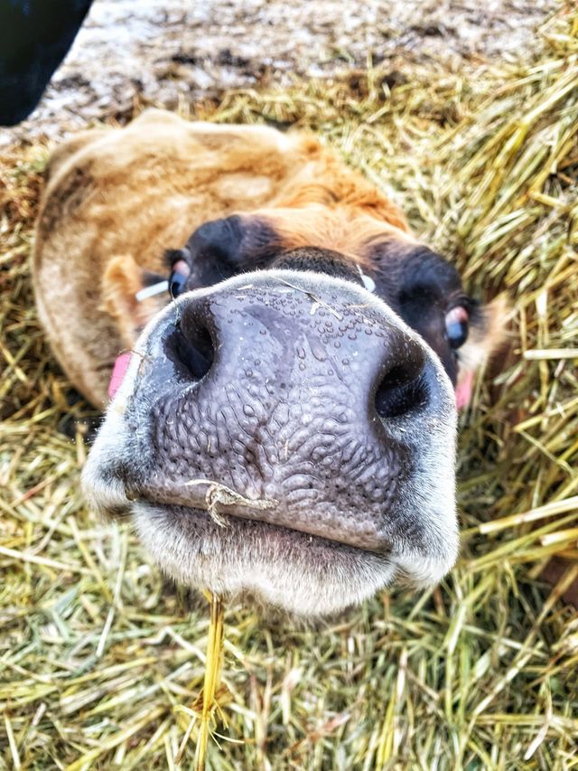 The Milk House photo 8