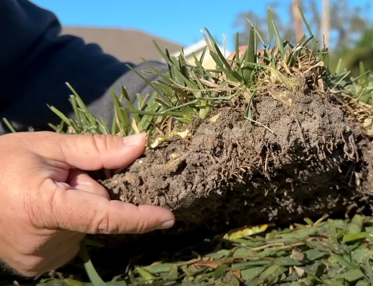 benefits of sod