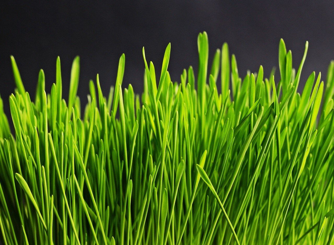 landscaping and lawn care companies