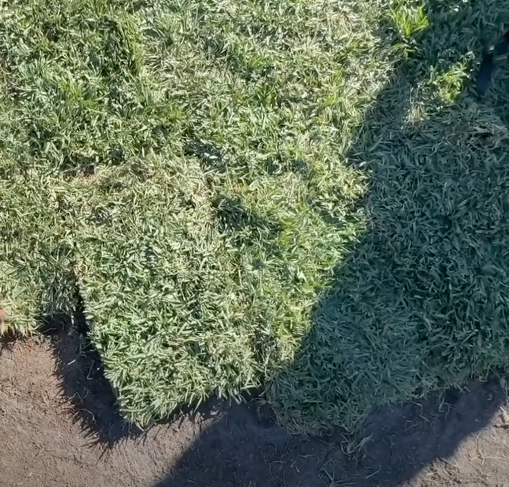 sod replacement