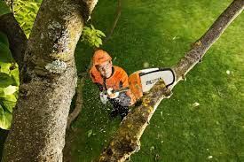 A man is cutting a tree branch with a chainsaw.