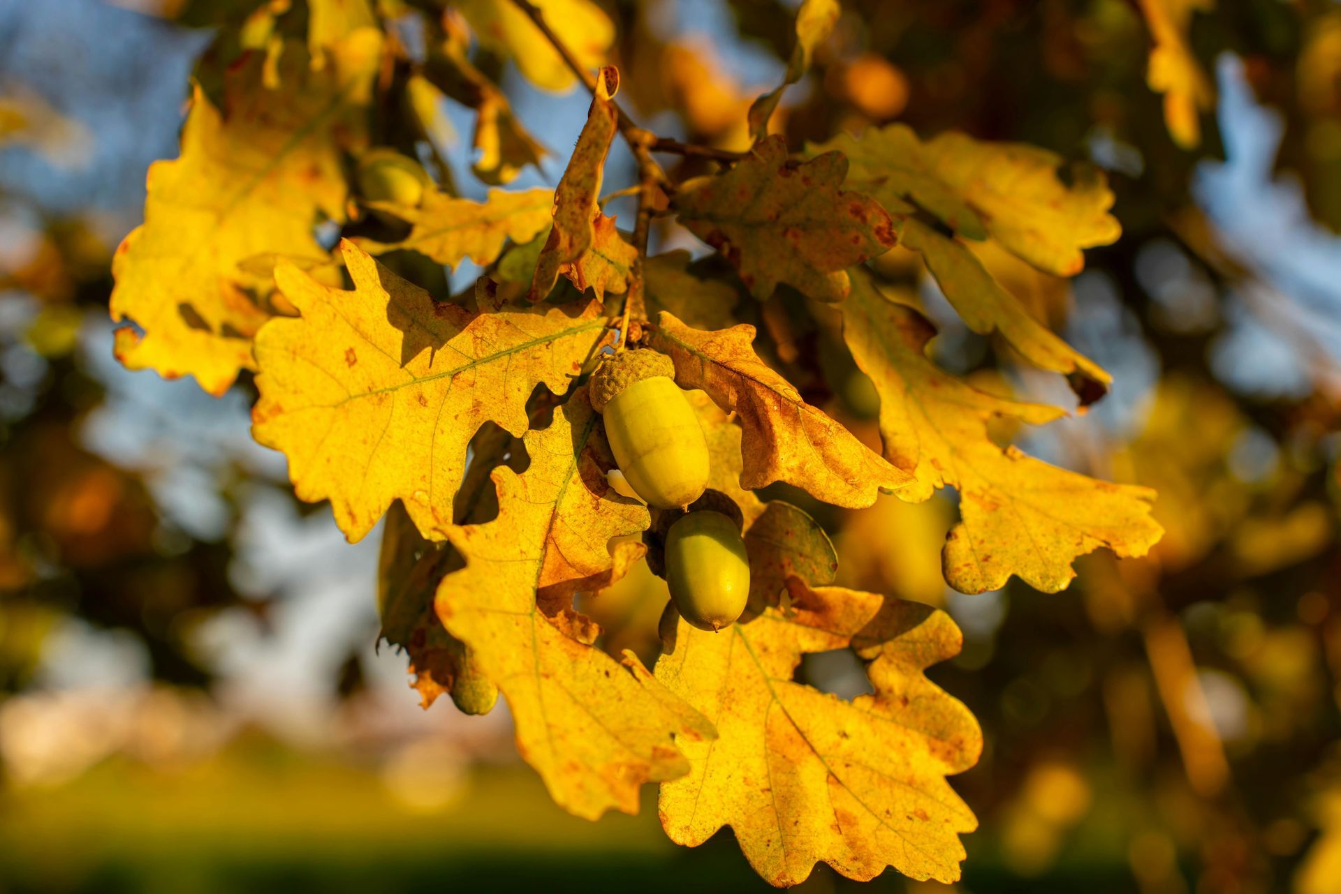 A close up of a tree branch with yellow leaves and acorns