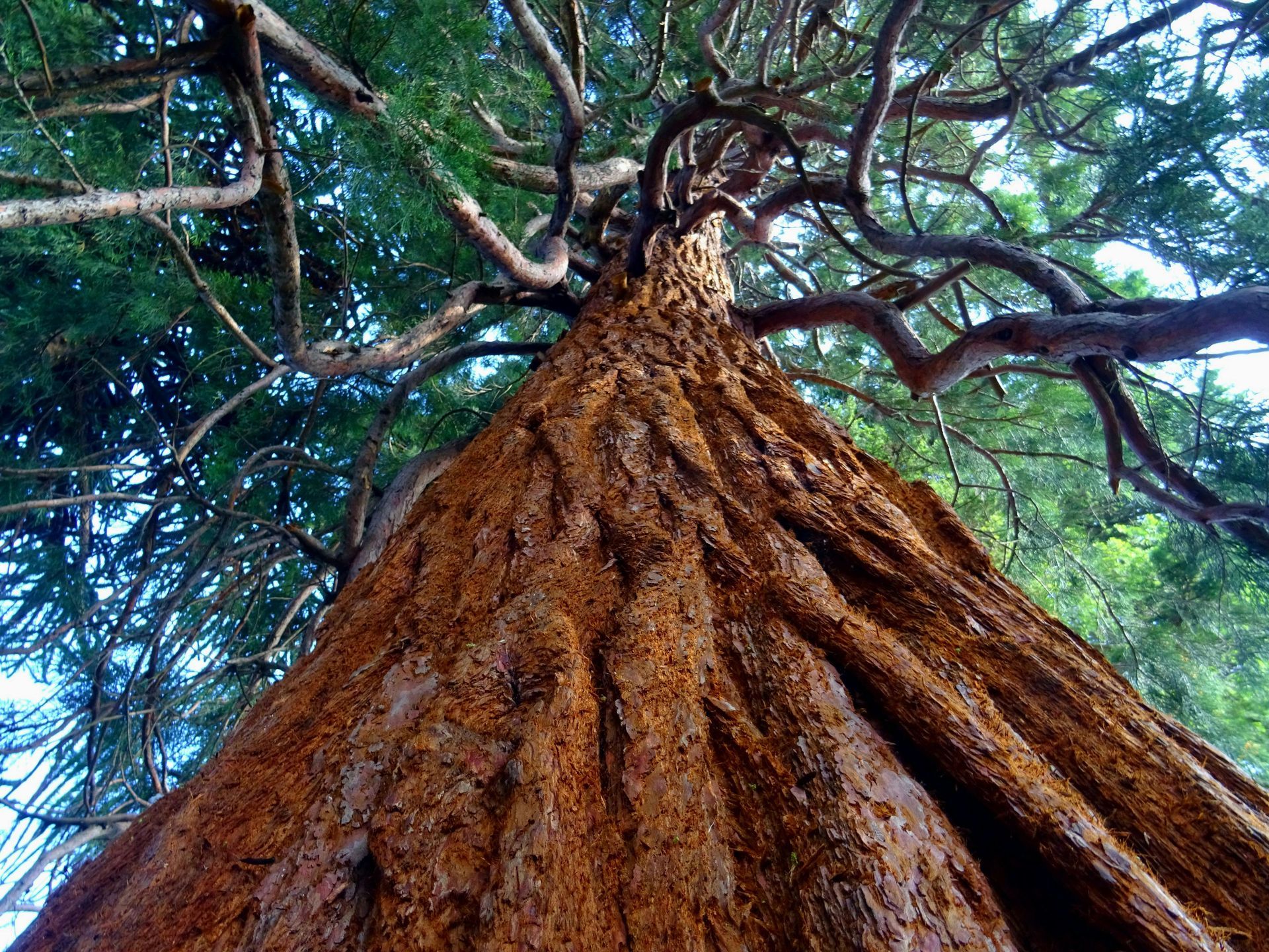 Looking up at the roots of a tree covered in dirt