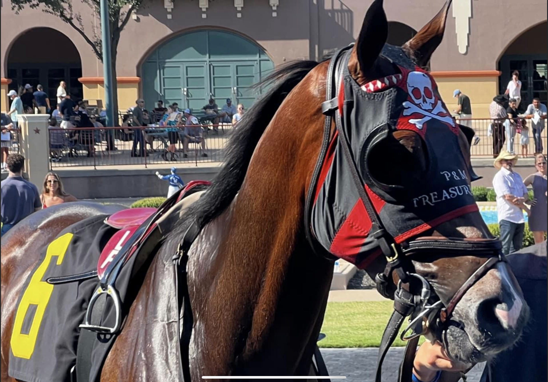 Horse — Hot Springs, AR — P&M Treasure