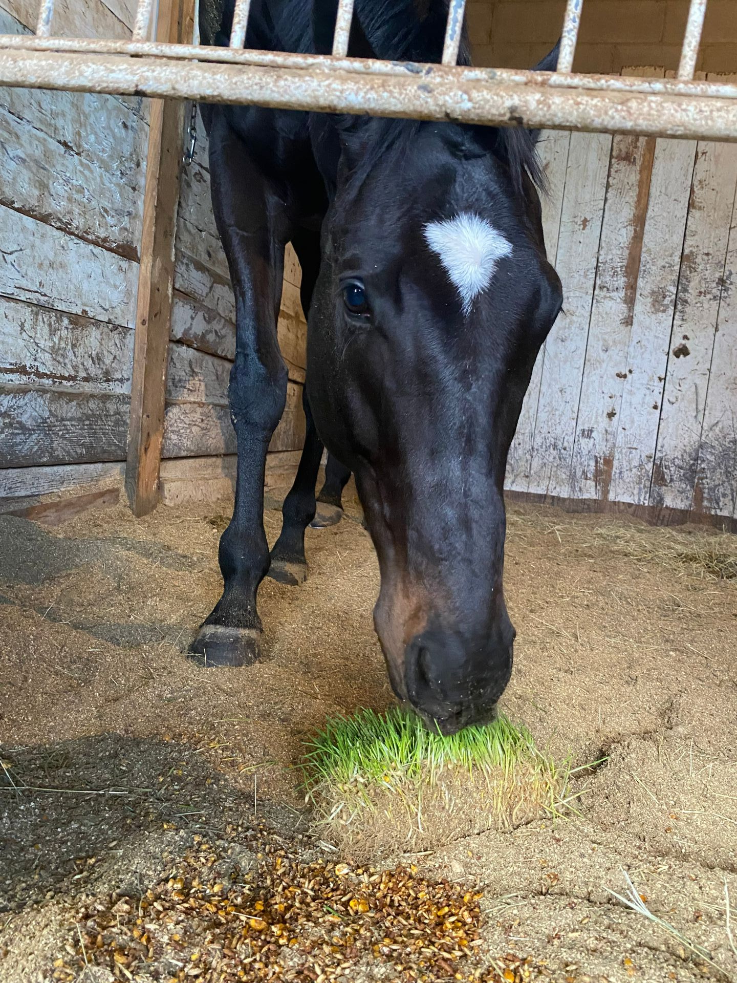 Black Horse With White Spote - Hot Springs, AR - P&M Treasure