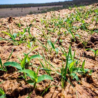 A close up of a field of grass growing out of the ground.