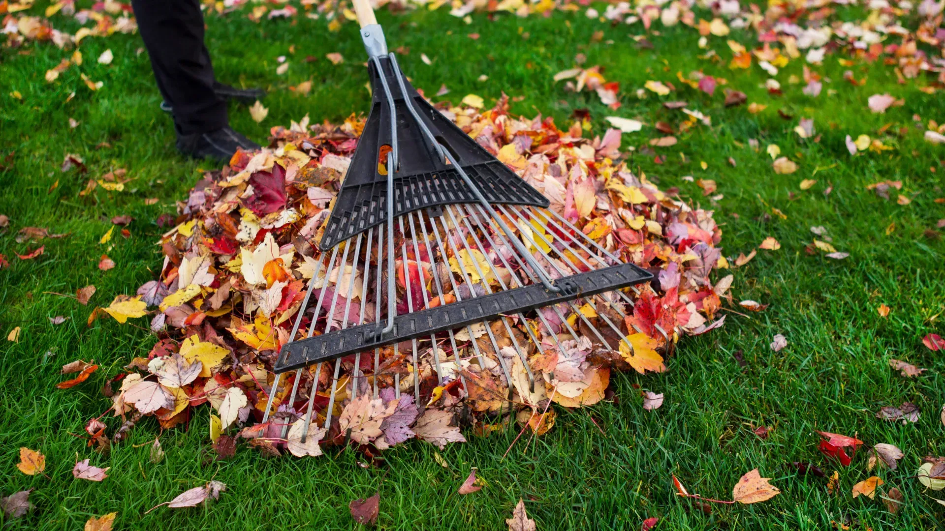 Person raking colorful autumn leaves on a green lawn.