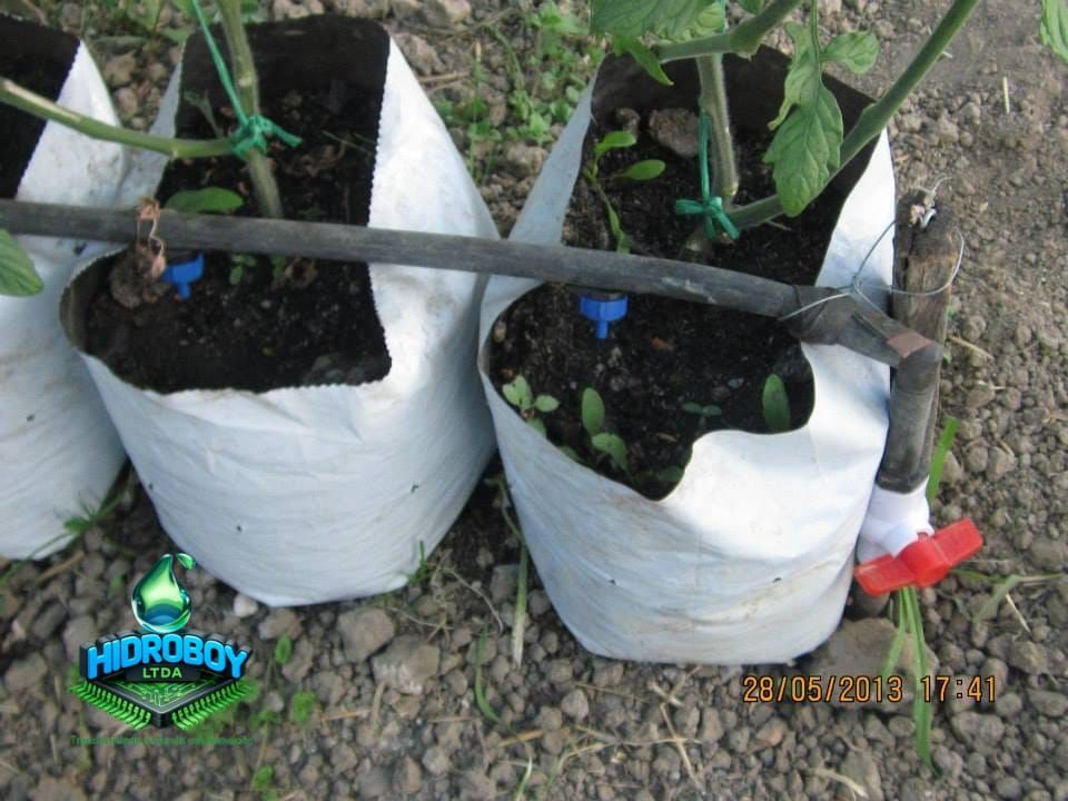 Tomateras cargadas de frutos rojos en un pasillo de un invernadero.