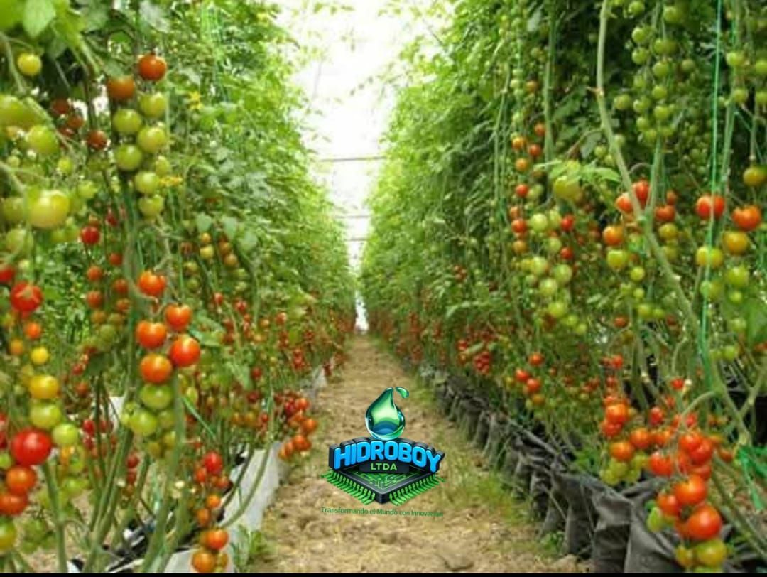 Plantas de tomate en un invernadero, cargadas de tomates rojos y verdes maduros, forman un pasillo central.