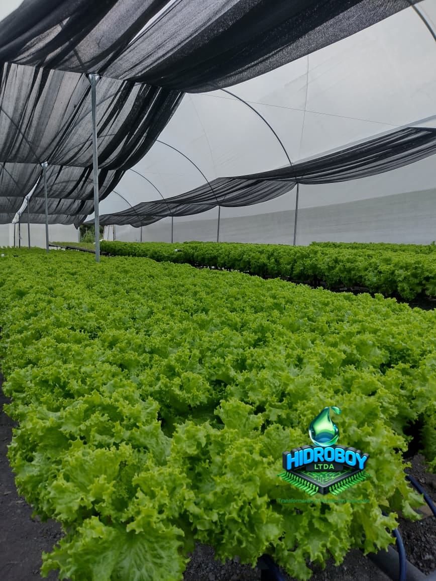 Lechuga de un verde intenso que crece bajo una malla de sombreo en un invernadero, con el logotipo de HydroBoy en la parte delantera.