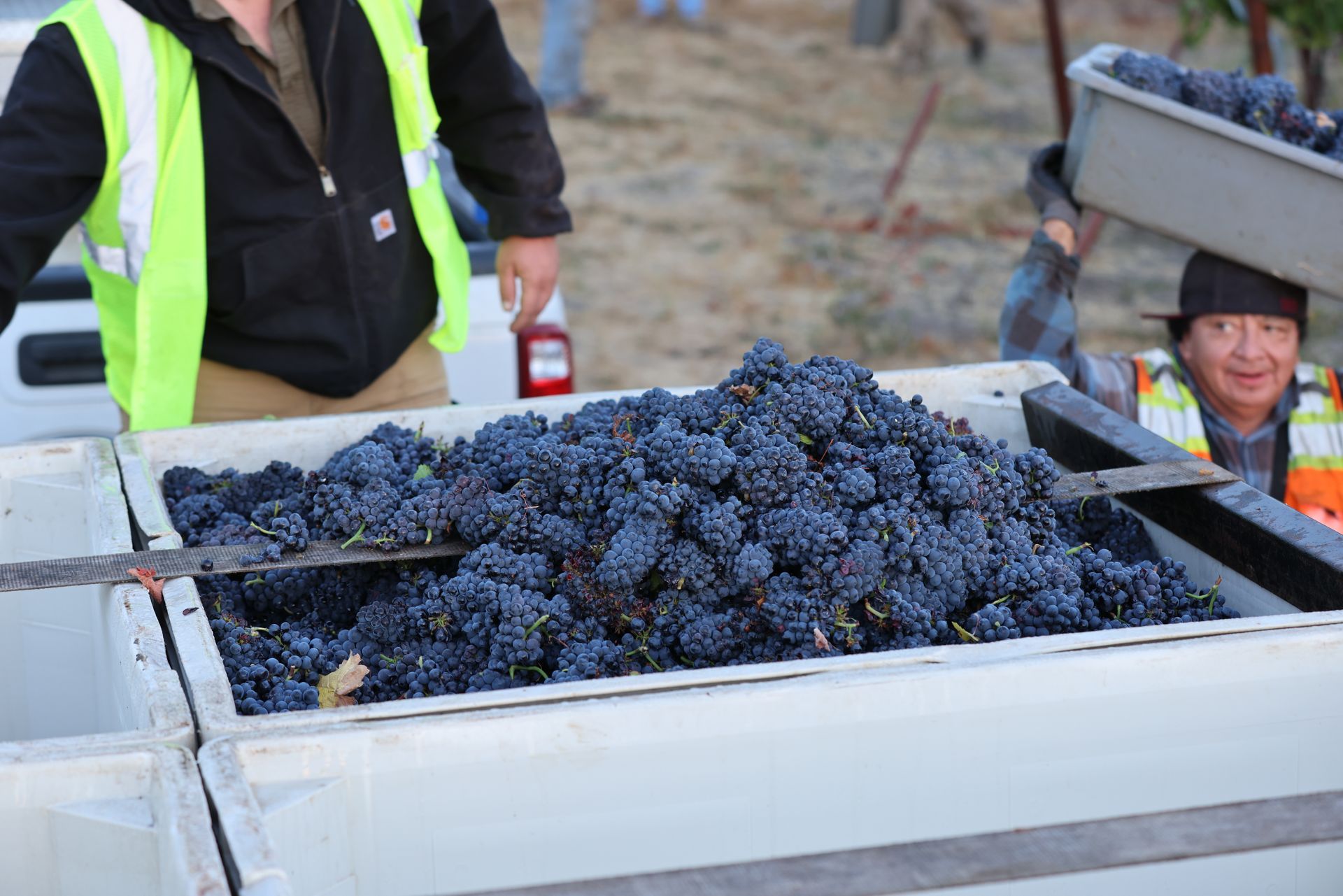 Pinot Noir Grapes Being Harvested