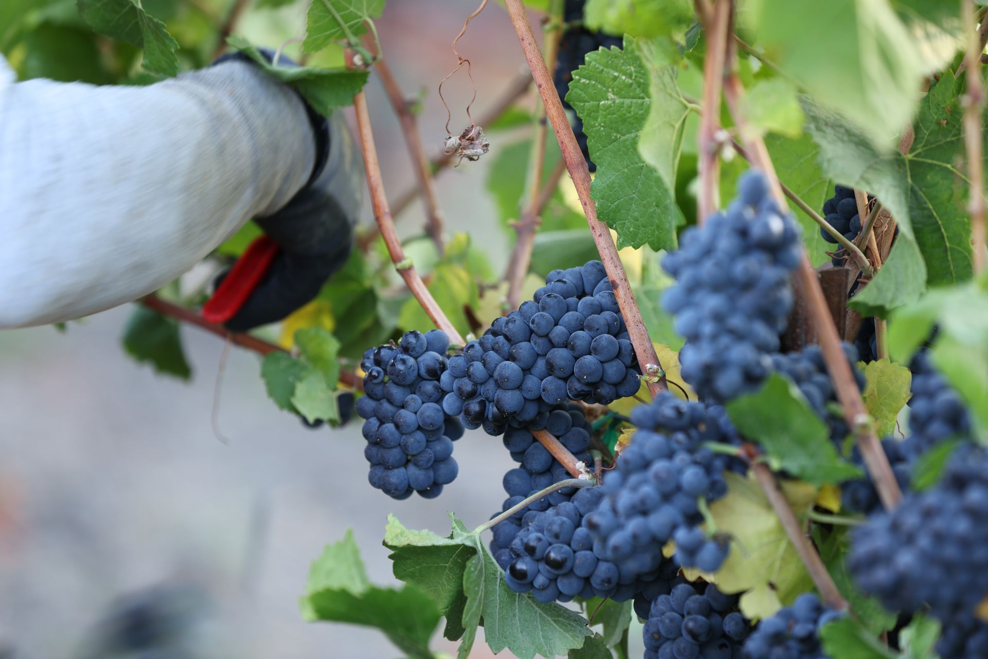 Pinot Noir Grapes Being Harvested