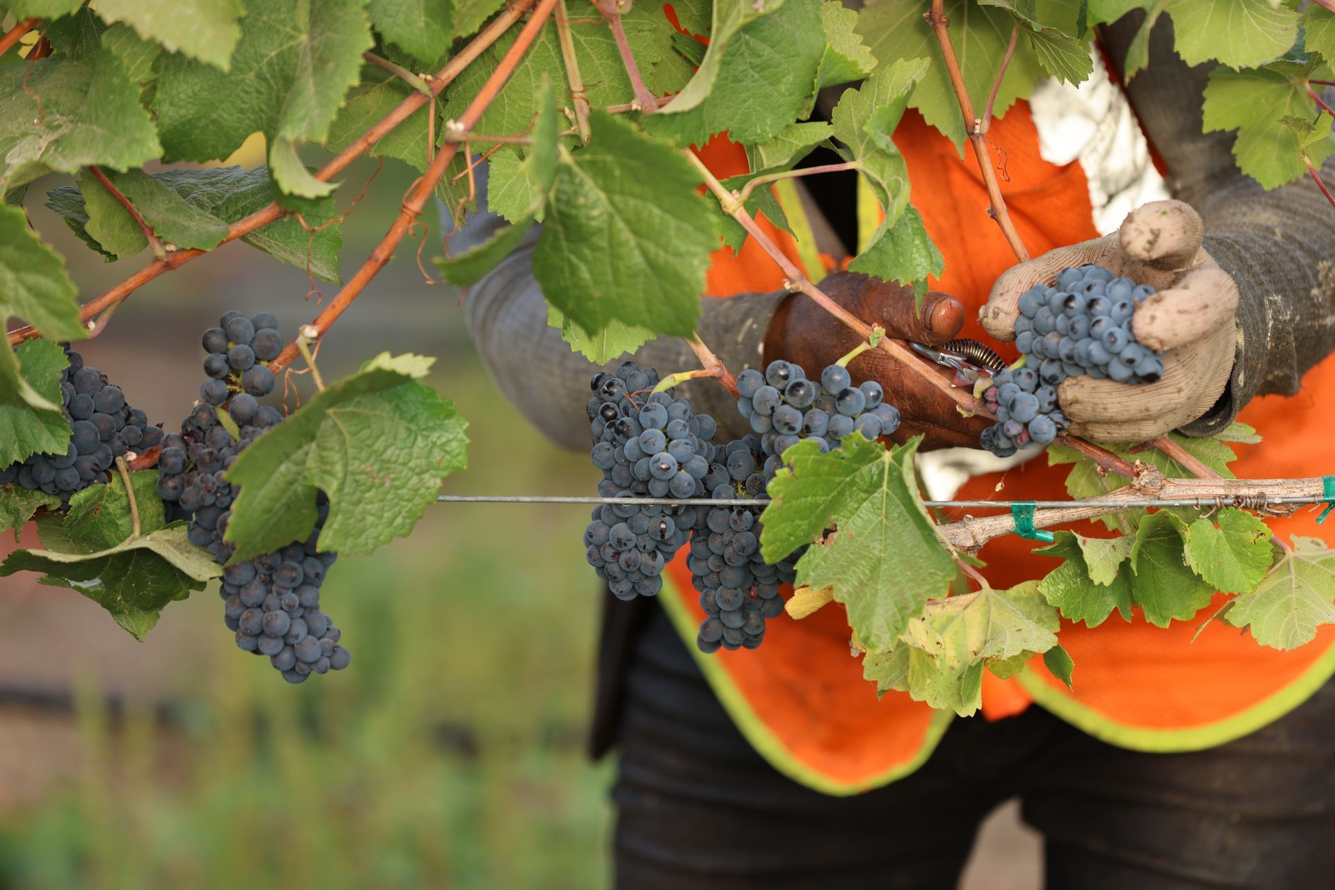 Pinot Noir Grapes Being Harvested