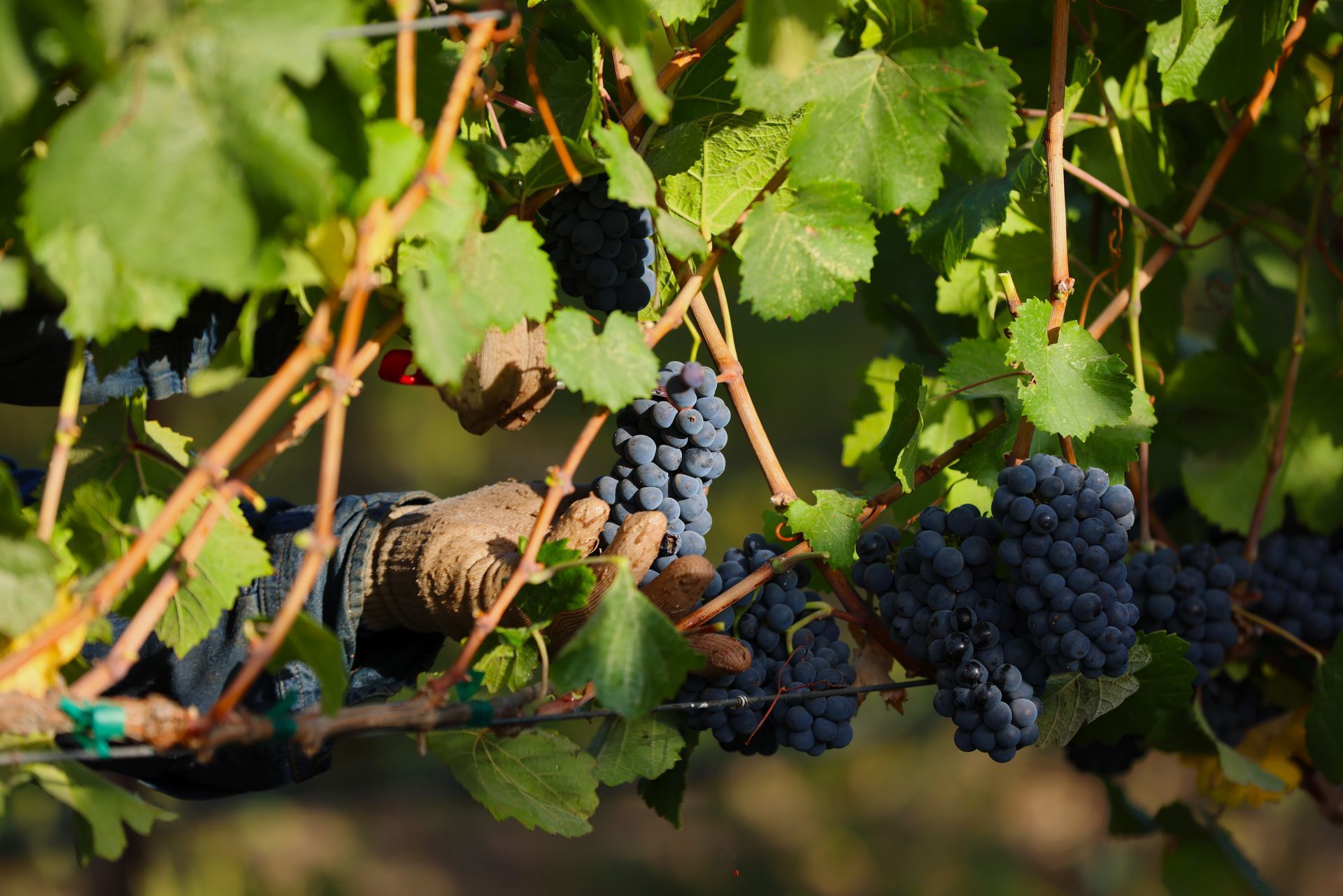 Pinot Noir Grapes Being Harvested