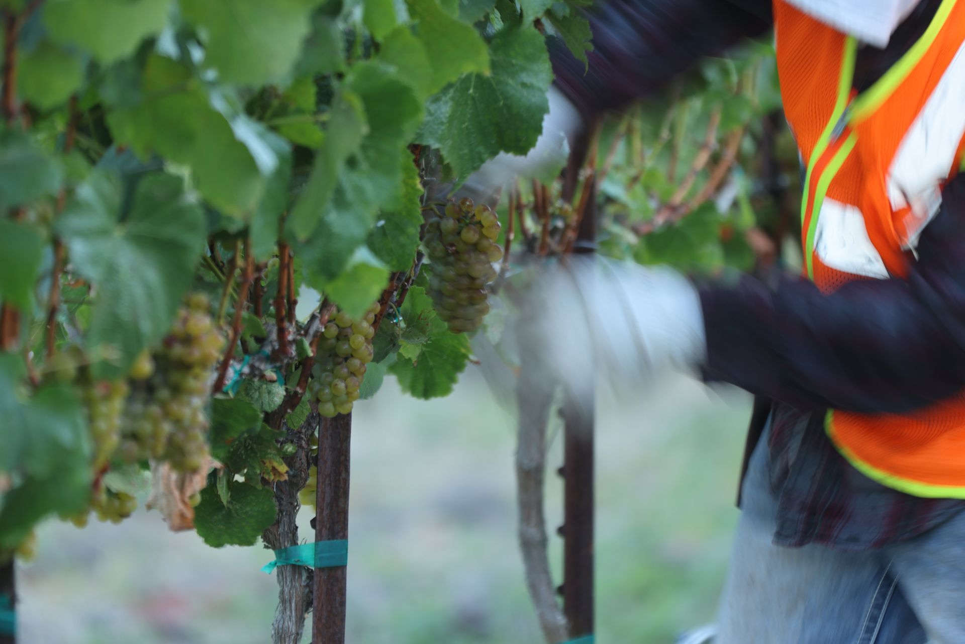 Chardonnay Grapes Being Harvested