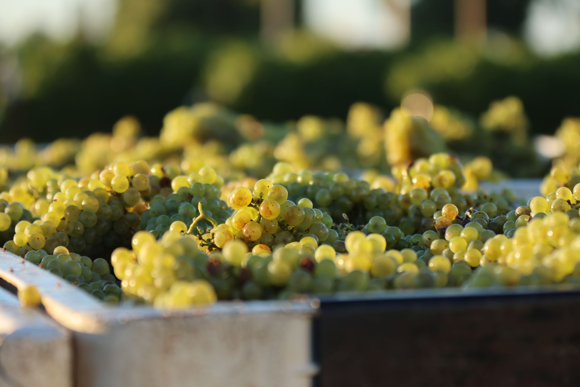 Chardonnay Grapes Being Harvested