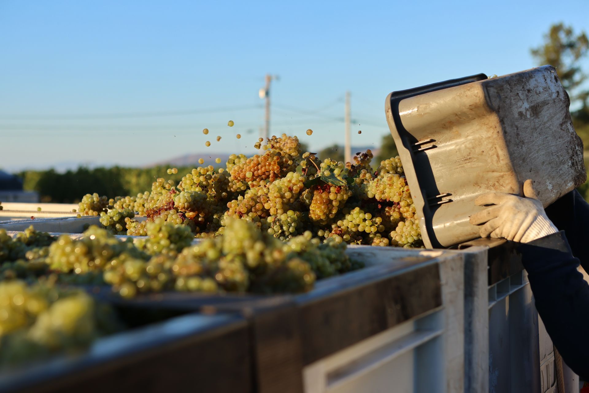 Chardonnay Grapes Being Harvested