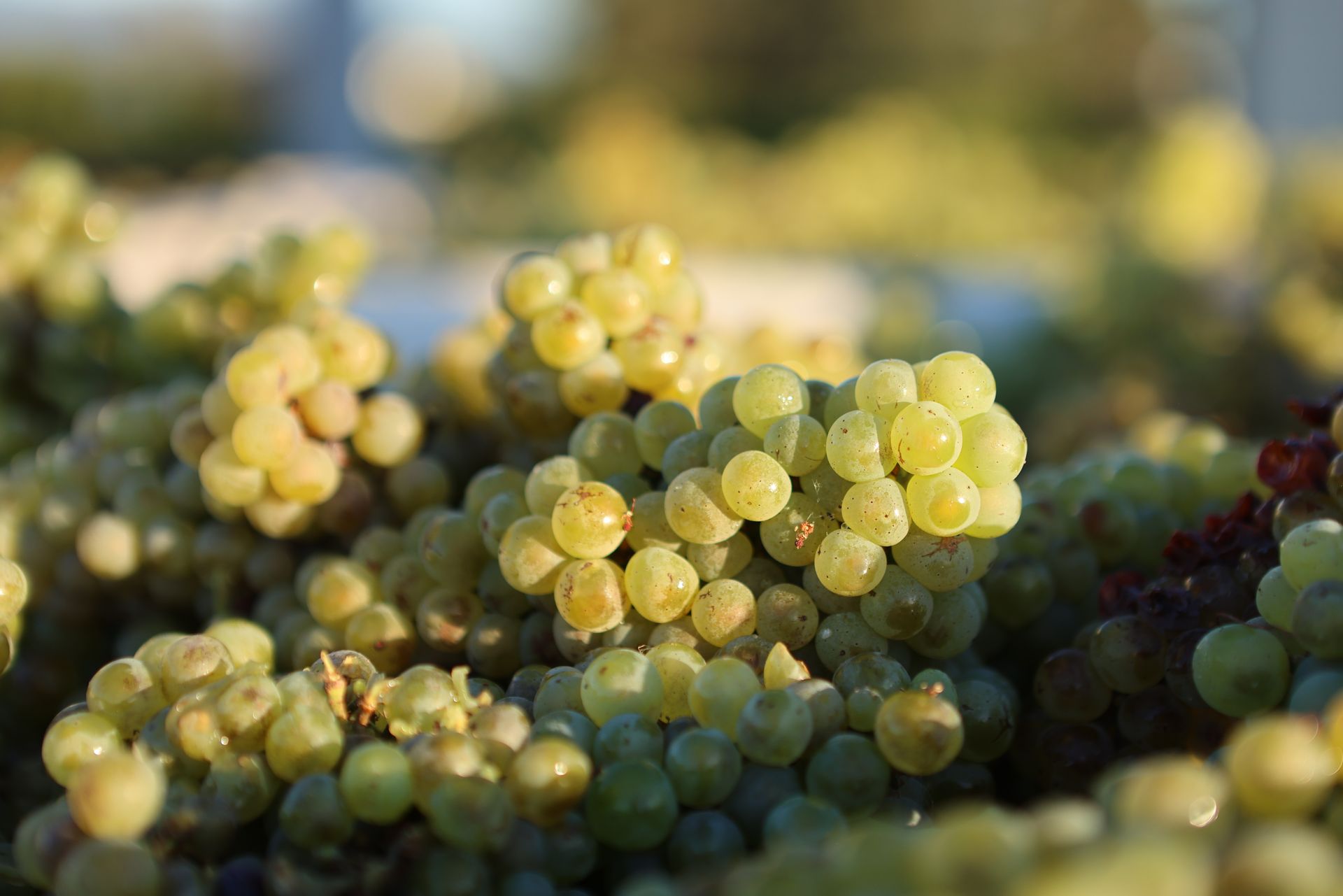 Chardonnay Grapes Being Harvested