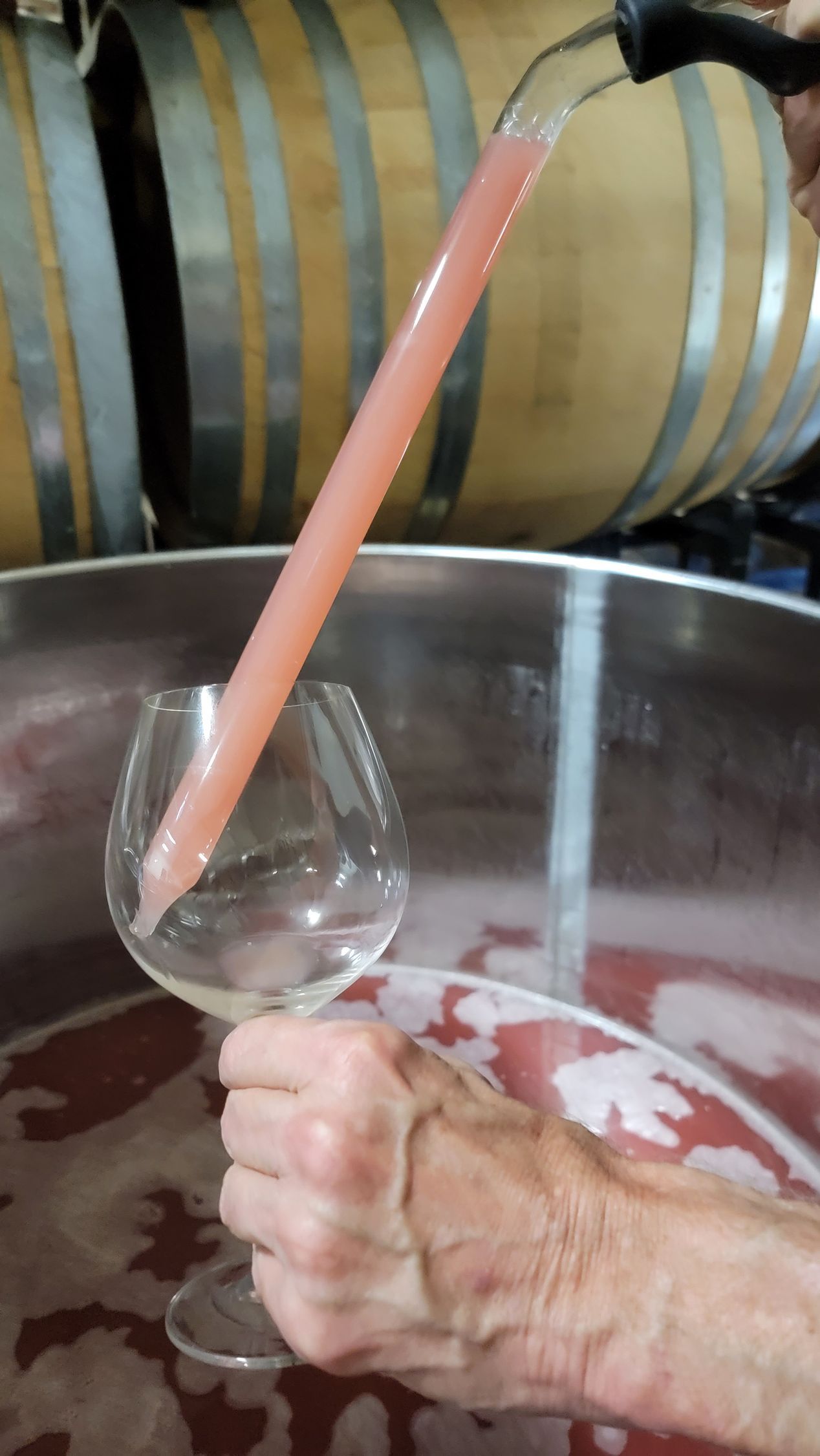 Tasting Pinot Noir Grapes Being Fermented