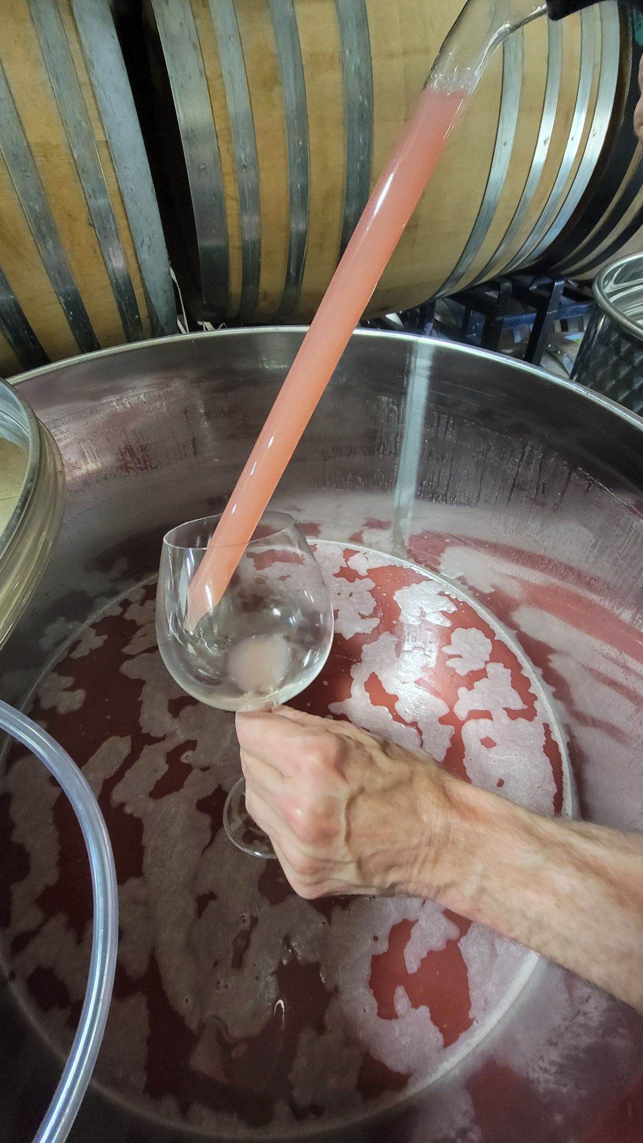 Tasting Pinot Noir Grapes Being Fermented