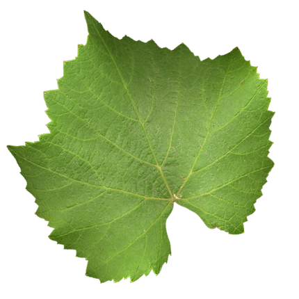 A large green Pinot Noir leaf with a white background