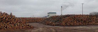 Stack of Logs - Lumber Sawmill