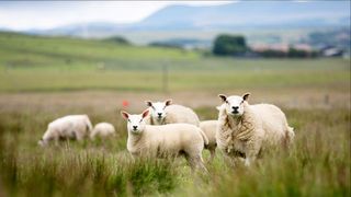 sheep breeding