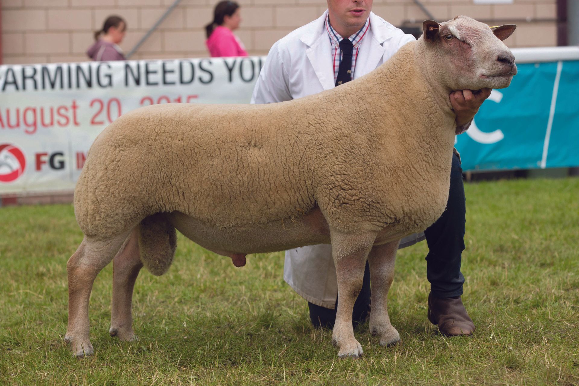 Charollais sheep example 1