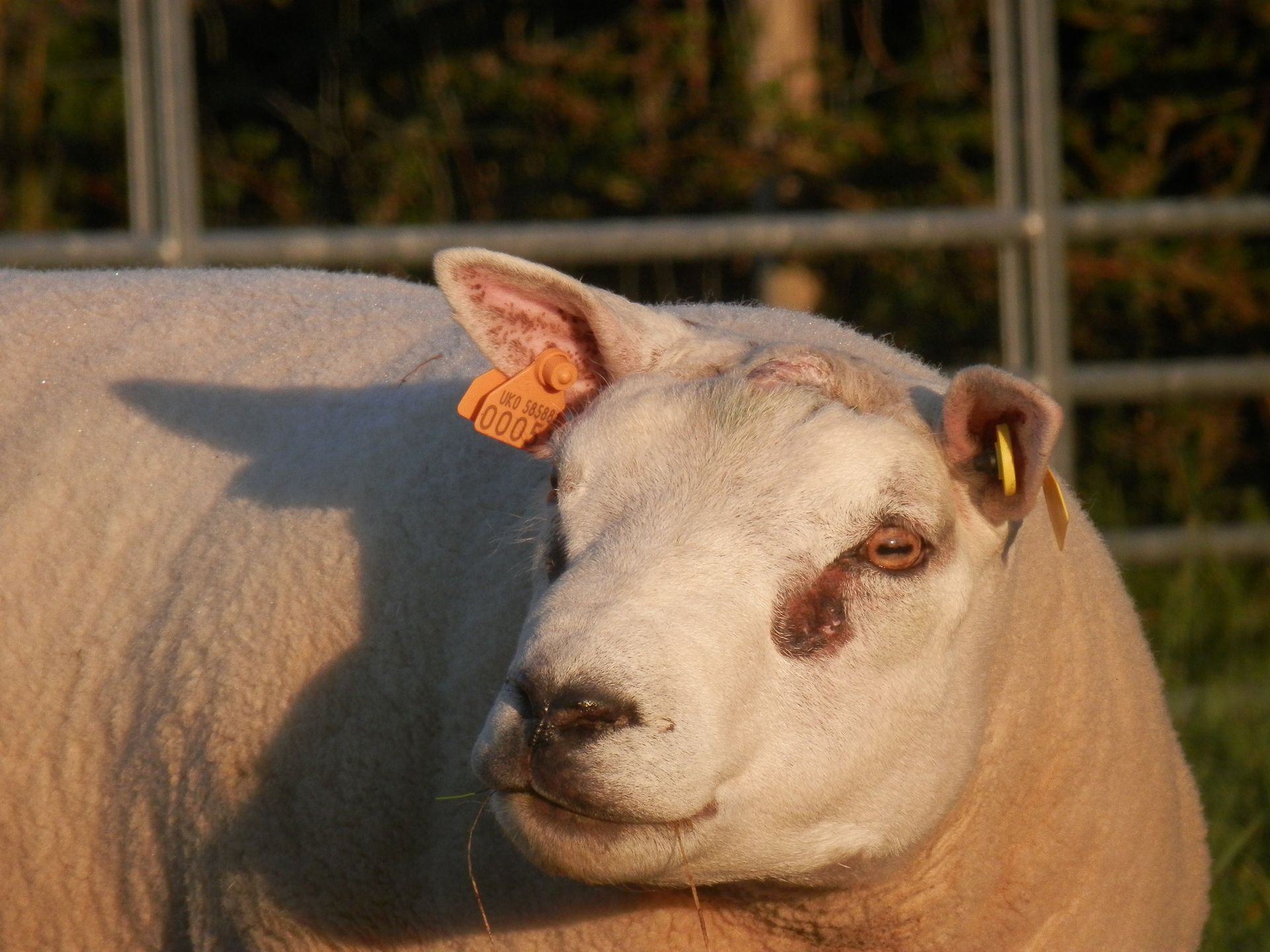 Beltex sheep example 2