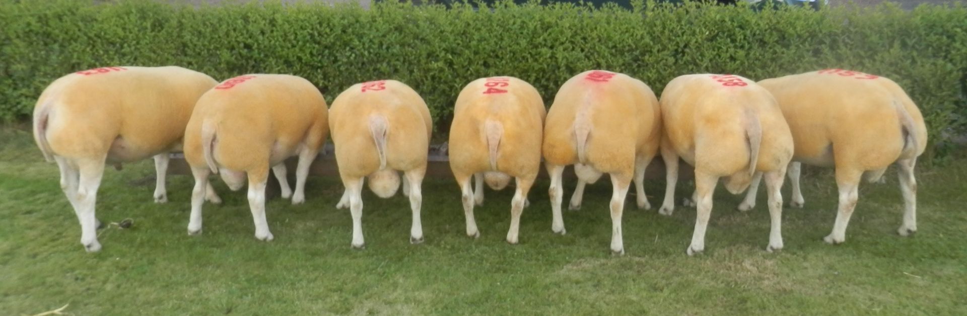 Beltex sheep example 3