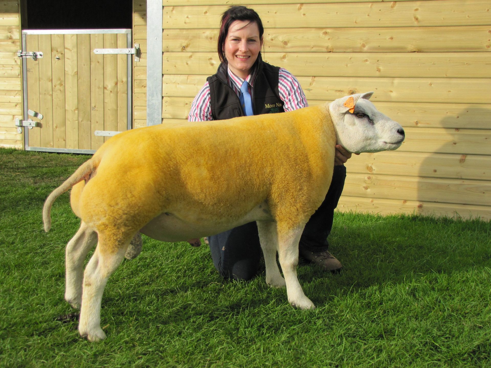 Beltex sheep example 1