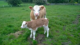 cattle breeding