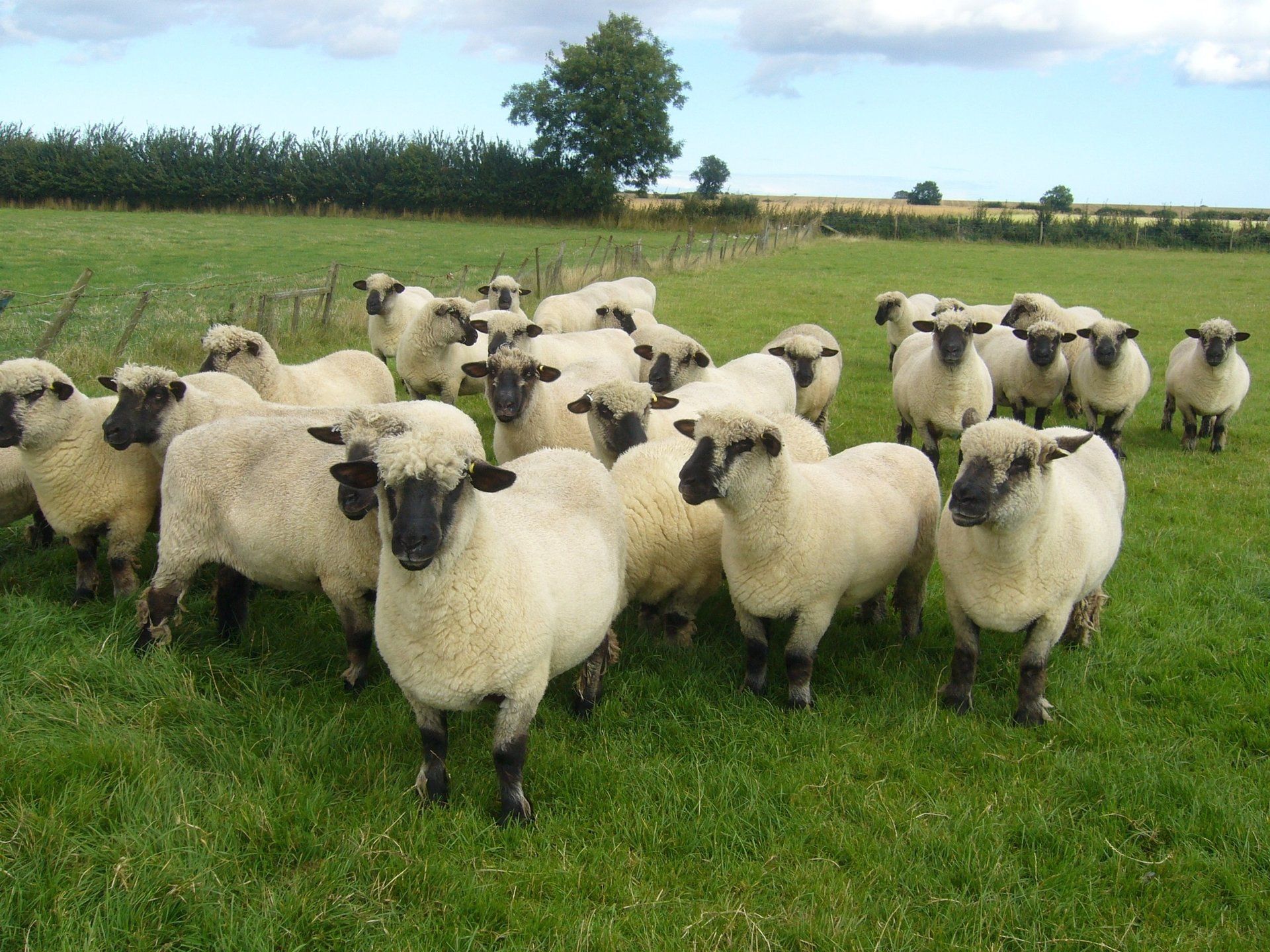 Sheeps