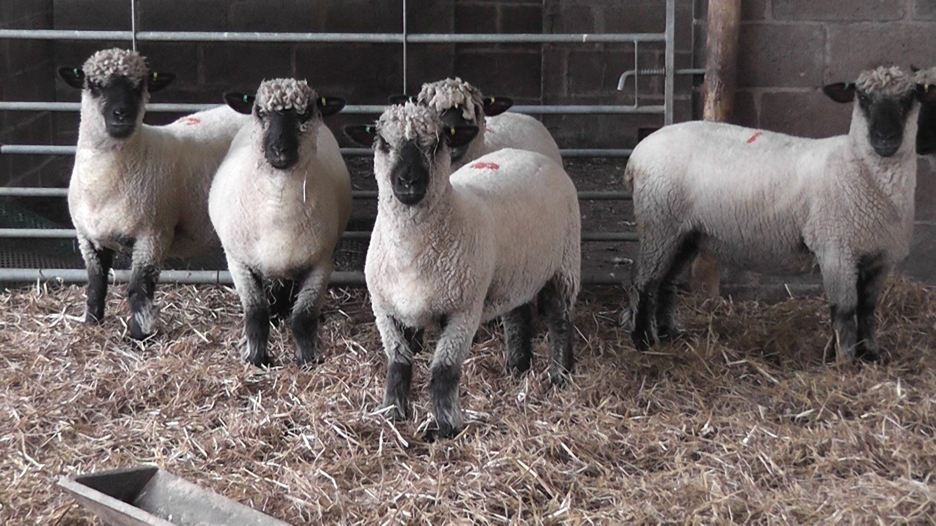 Oxford Down Sheep example 4