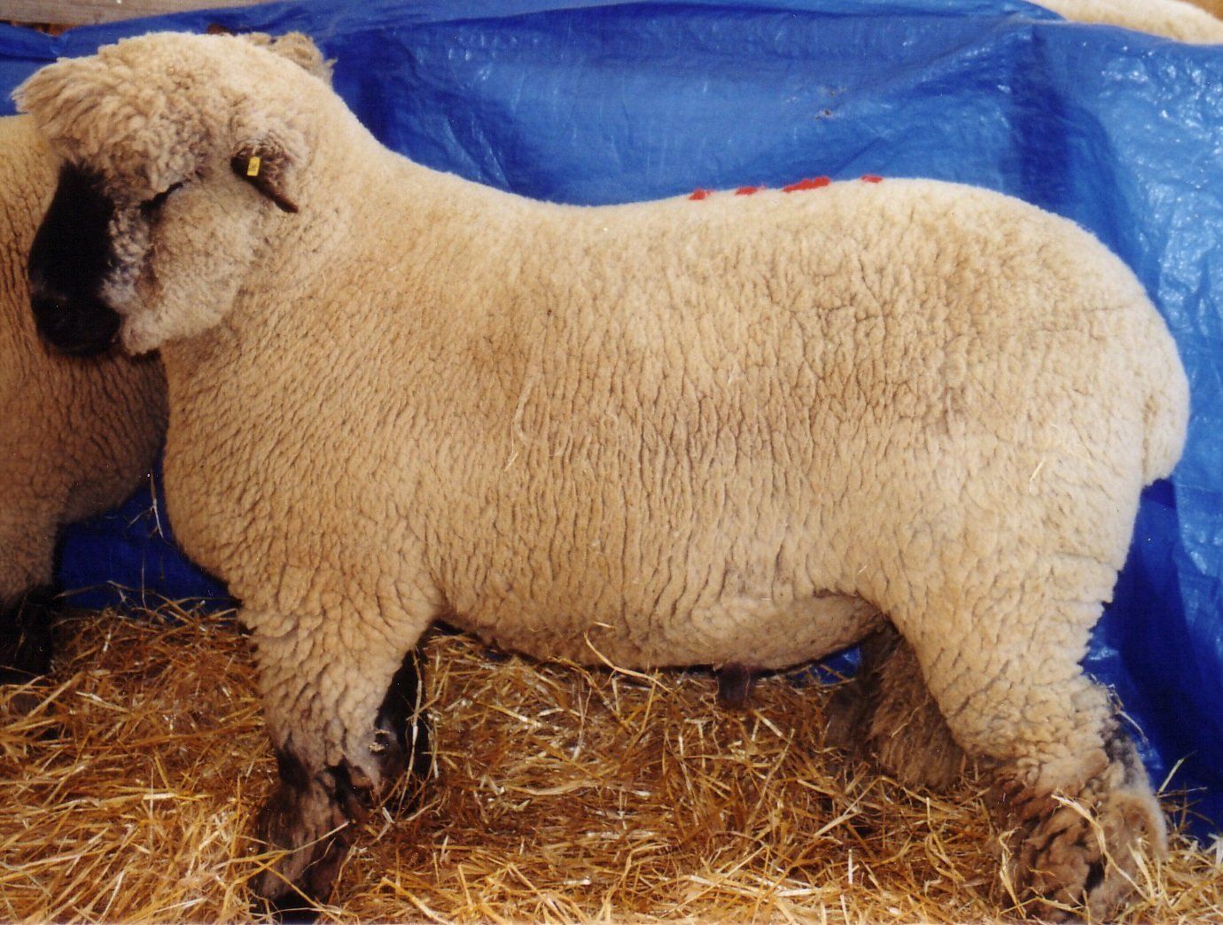 Oxford Down Sheep example 3