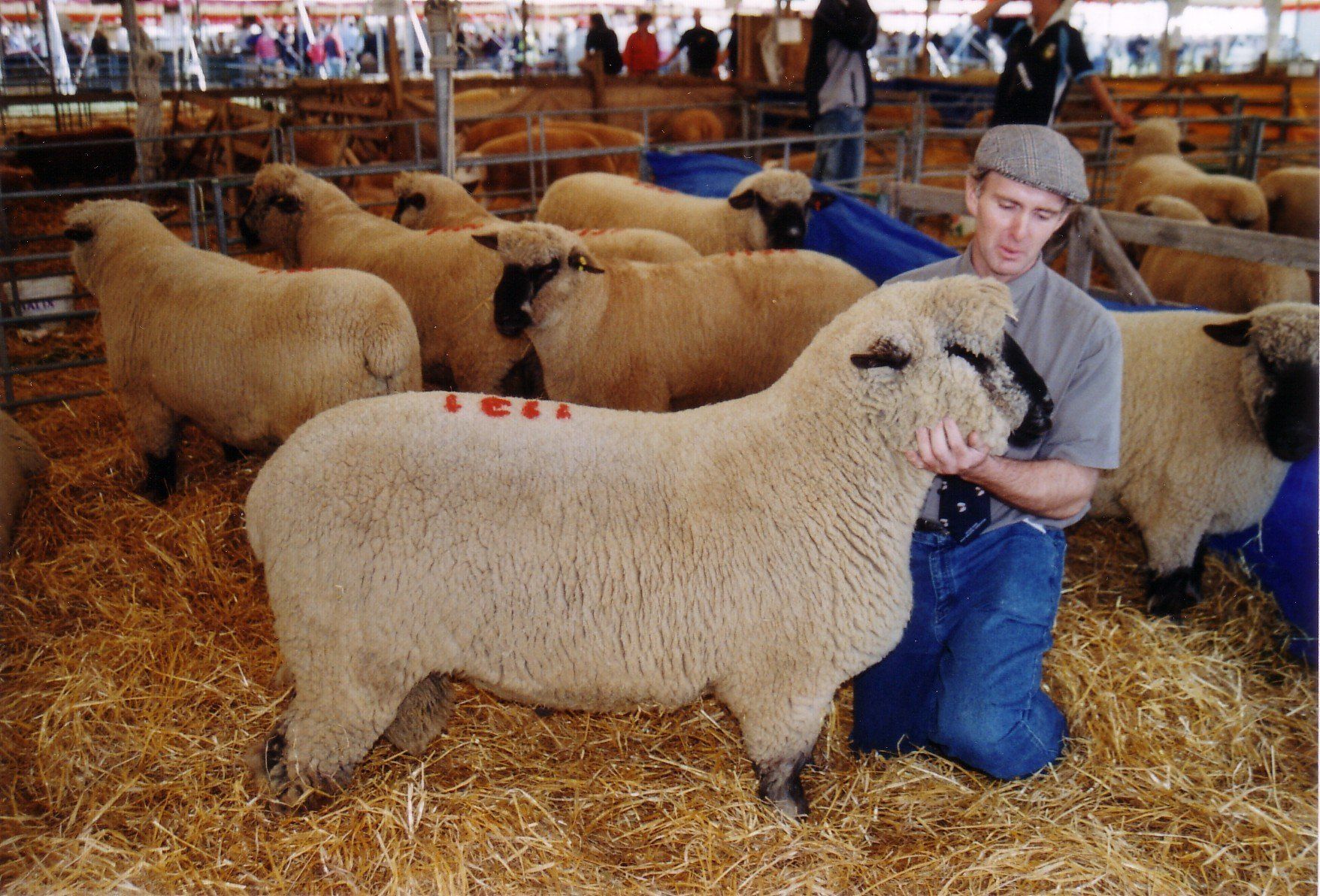 Oxford Down Sheep example 2