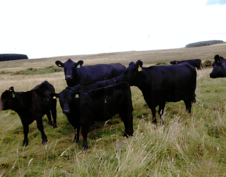 Comprehensive range of cattle breeds