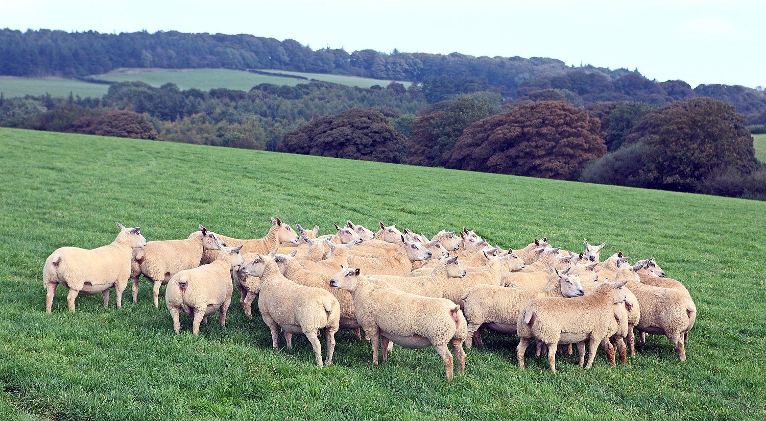 Charollais sheep example 2