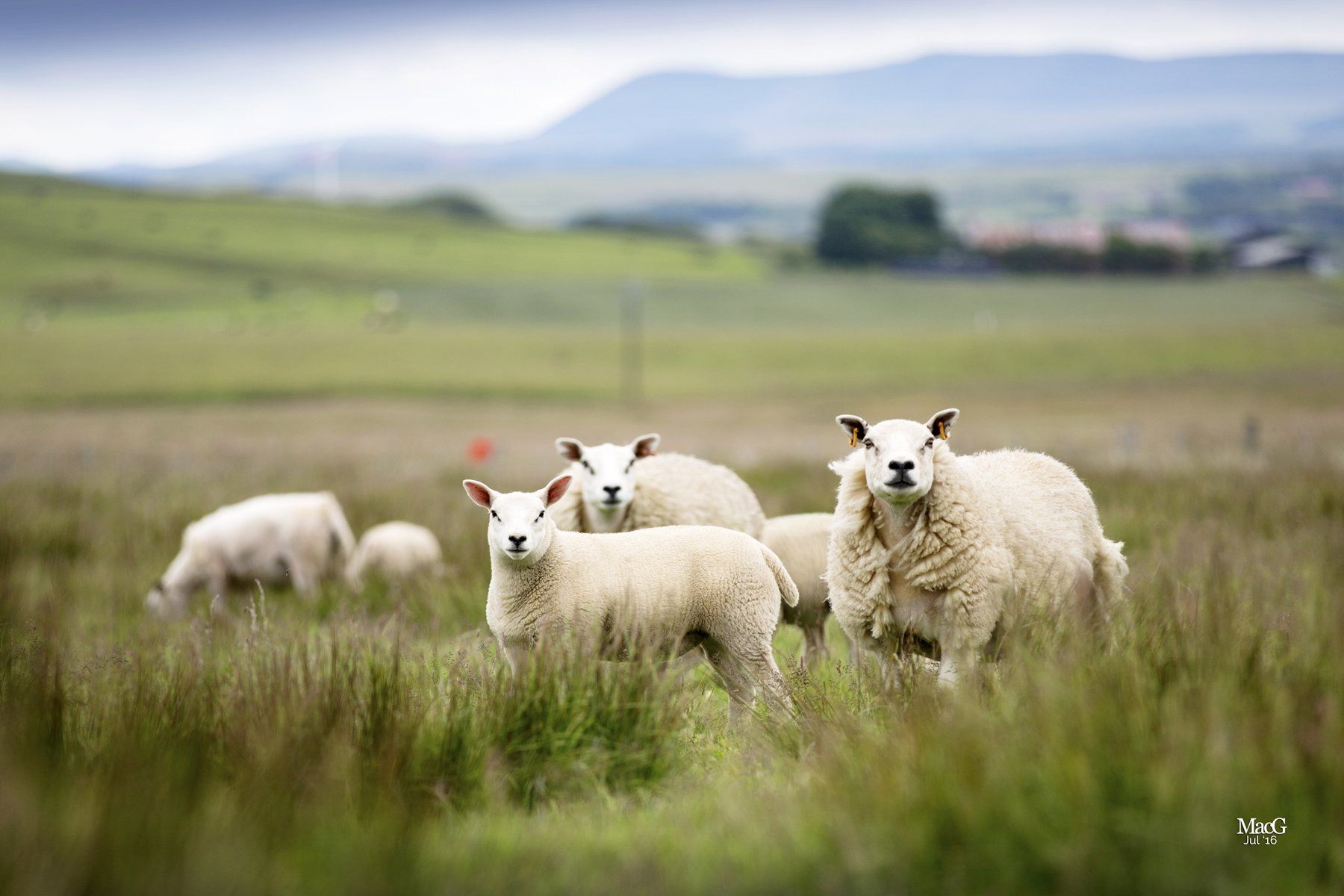 Texell sheep example 1