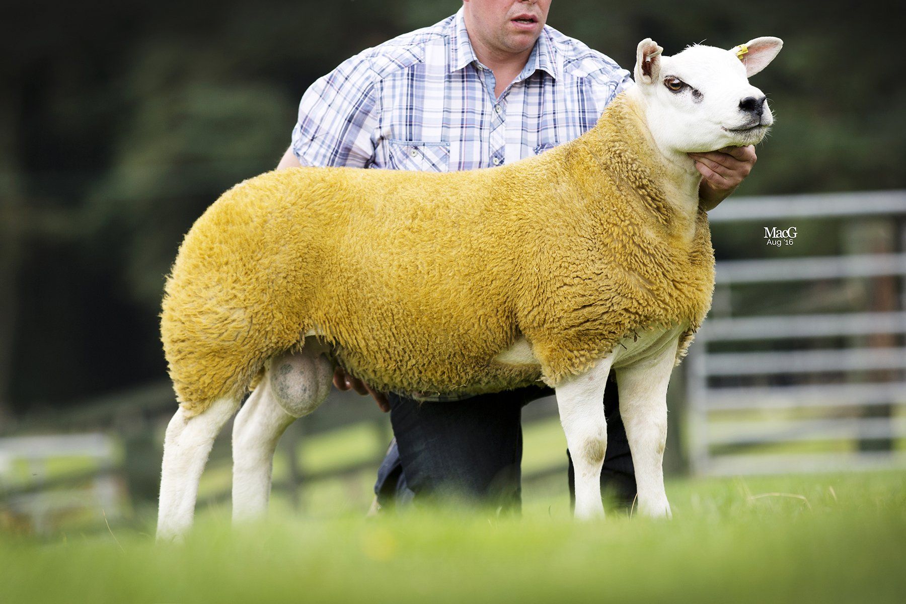 Texell sheep example 2