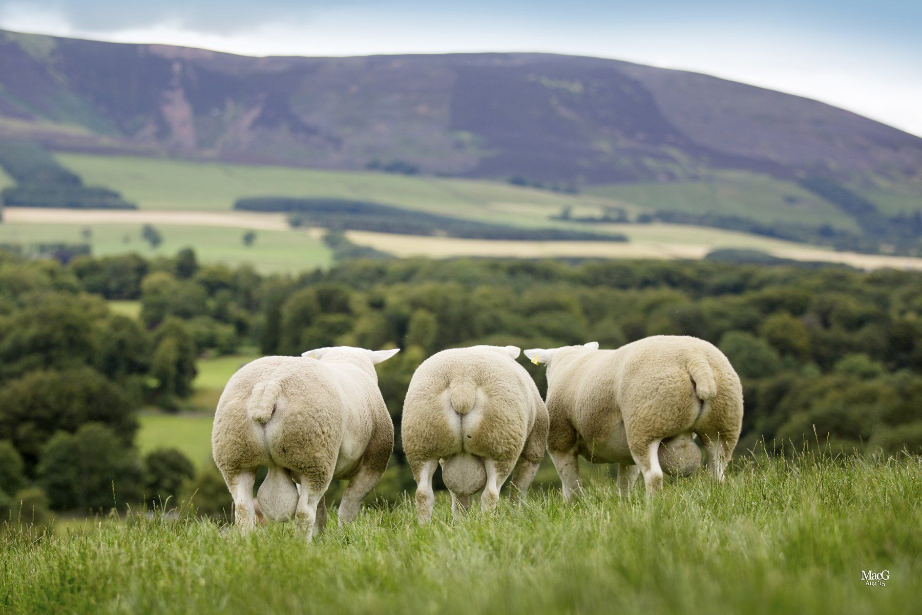 Texell sheep example 3