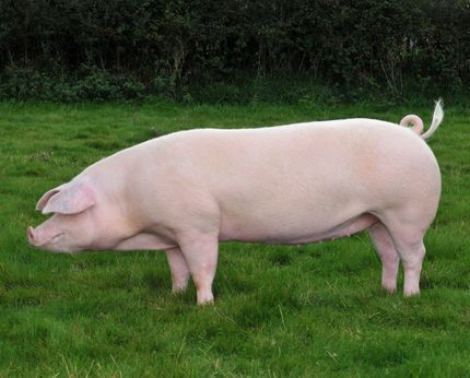 The Welsh pig breed example 2