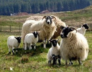 Black faced sheep example 3