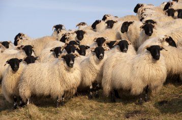 Black faced sheep example 2