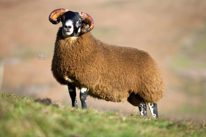 Black faced sheep example 1