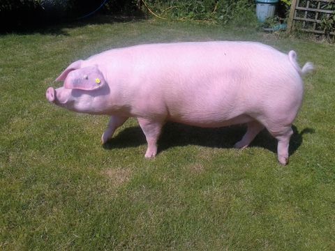 The Welsh pig breed example 1