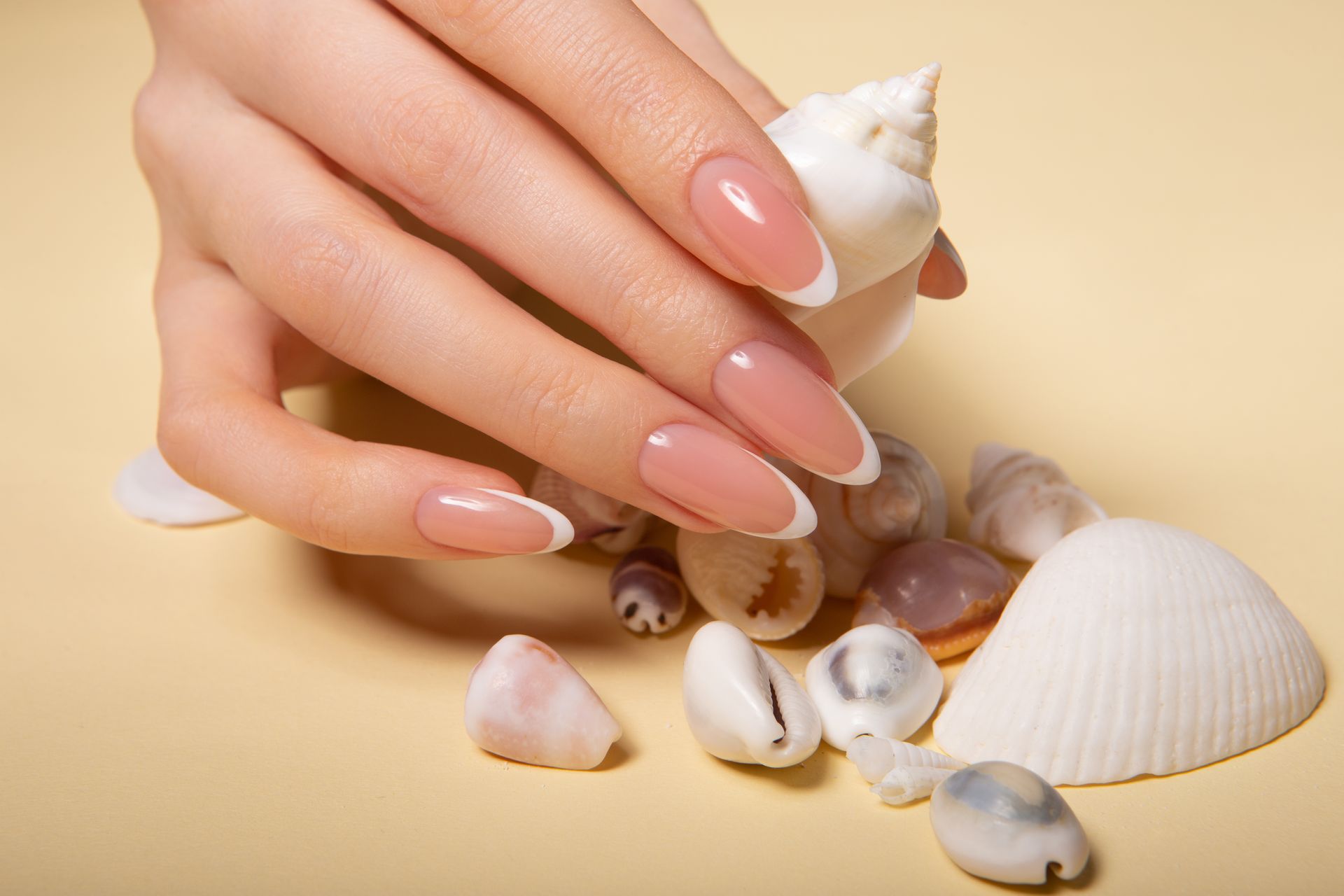 a woman 's hand with a french manicure is holding a sea shell .