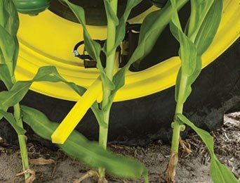 Early season corn at ground level