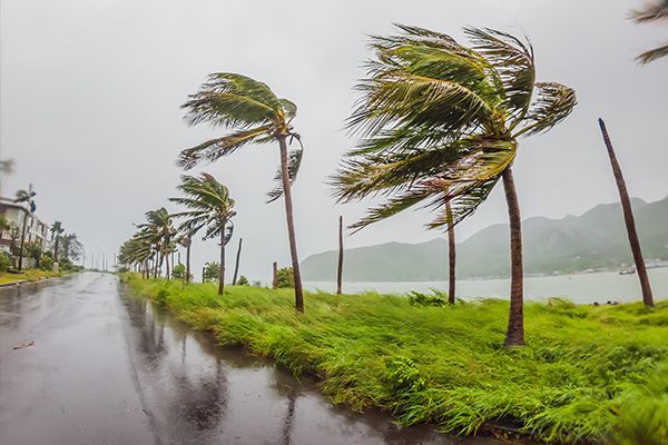 Palm trees bent by strong winds on a wet road near a body of water.