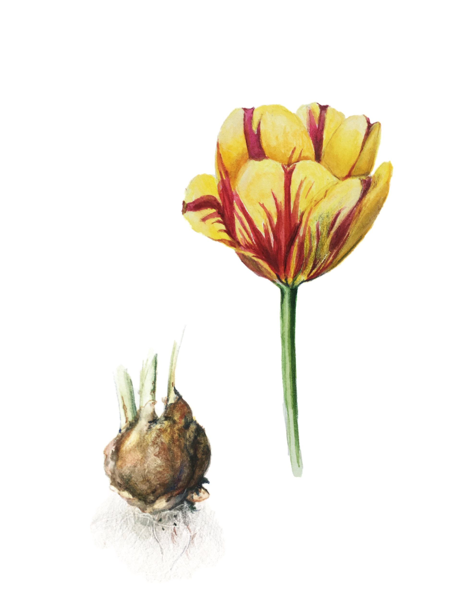 Rembrandt Tulip and Bulb  by Lisa Maxwell